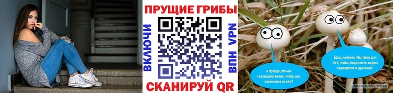 Псилоцибиновые грибы Psilocybe Кострома